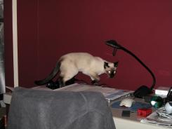 more kittens
